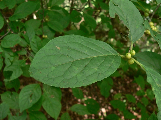 {Ilex montana}